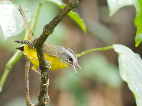 Goudhaanzanger (Basileuterus culicivorus)